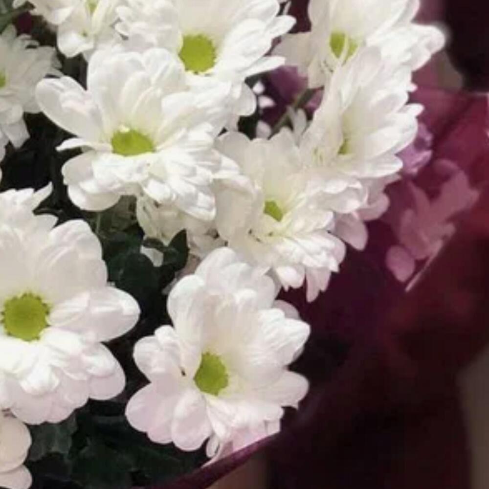 Букет из ромашек 